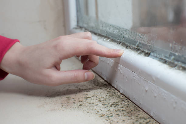 Reliable Maine, WI Mold Removal Solutions